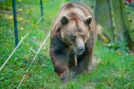 棕熊在大自然上爪子摄影力量食肉领土毛皮动物荒野女性动物园图片