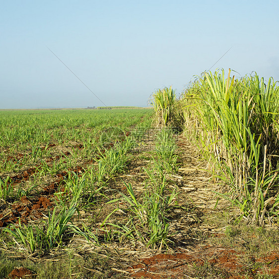 古巴弗拉加Ren Fraga甘蔗田外观农业生产种植园植物作物农村饲养植物学国家图片