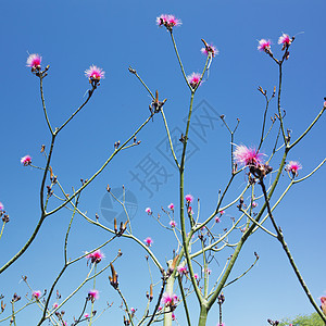 古巴Cienfuegos的植物园植物学旅行外观植物群花朵世界植物分支机构园艺树木图片