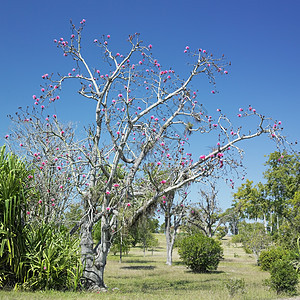 古巴Cienfuegos的植物园植物群旅行世界植被位置植物植物学园艺外观树木图片