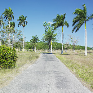古巴Cienfuegos的植物园小路道路植物学植物群植物外观棕榈树木手掌园艺图片