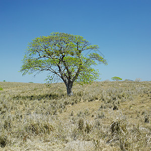 古巴卡马盖省Camaguey省孤独的树图片