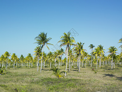 古巴格拉纳马省格拉玛大区国家妇女议会植物群植被风景世界植物学植物外观旅行棕榈自然保护区图片