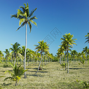 古巴格拉纳马省格拉玛大区国家妇女议会树木植物旅行外观植物群世界风景植被棕榈位置图片