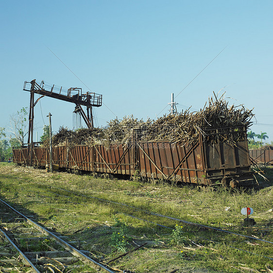 古巴尼克罗 甘蔗 甘蔗铁路图片