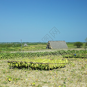 烟草收获 古巴比那尔德里奥省场地农村外观农作物农业种植园世界叶子位置植物图片