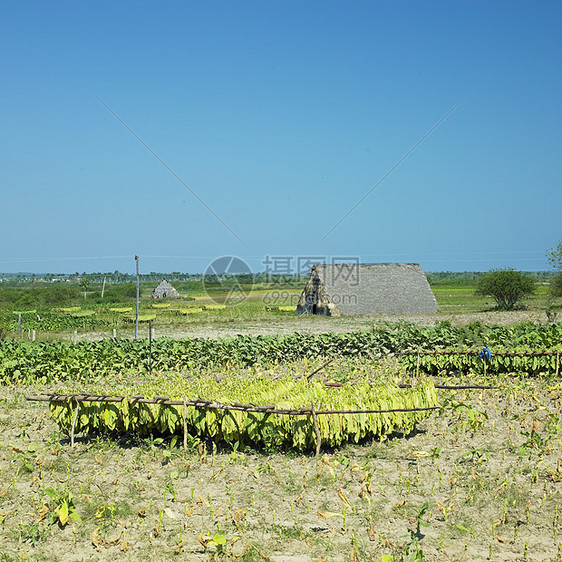 烟草收获 古巴比那尔德里奥省场地农村外观农作物农业种植园世界叶子位置植物图片
