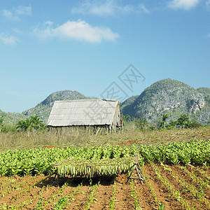 烟草收获 古巴比那尔德里奥省收成乡村农村植物农业外观烟草业种植园场地国家图片
