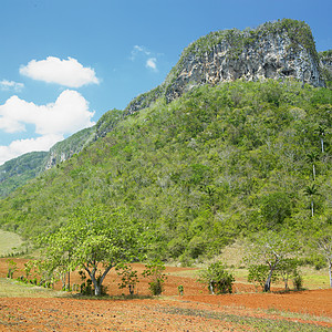 古巴比那尔德里奥省维纳莱斯谷植被风景生长热带植物树木旅行丘陵外观爬坡图片