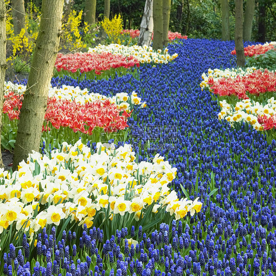 Keukenhof花园 荷兰里塞配菜花园水仙花花朵植被公园背景园艺外观植物群图片