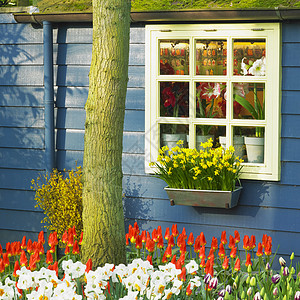 Keukenhof花园 荷兰里塞水仙花花朵郁金香窗户植物学植物利瑟植物群位置园艺图片