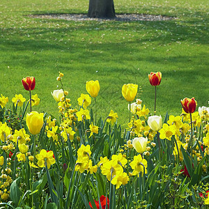 Keukenhof花园 荷兰里塞公园植被植物黄色水仙红色花园水仙花园艺利瑟图片