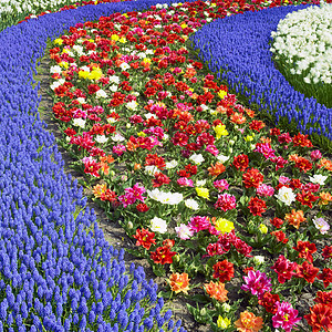 Keukenhof花园 荷兰里塞配菜植物群外观背景植被植物花朵郁金香植物学利瑟图片
