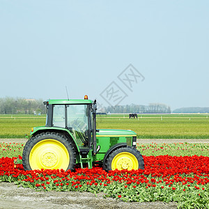 荷兰图利普田地上的拖拉机植物外观植物学季节农场植物群机械场地农业郁金香图片