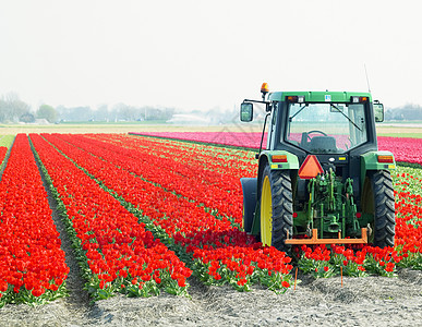 荷兰图利普田地上的拖拉机农业外观农场农村车辆郁金香农具园艺场地国家图片