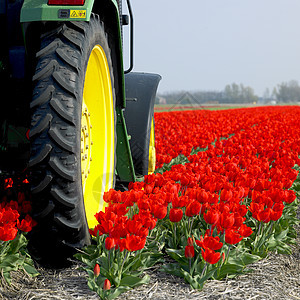荷兰图利普田地上的拖拉机植被农业车轮生产生长植物季节国家轮子场地图片