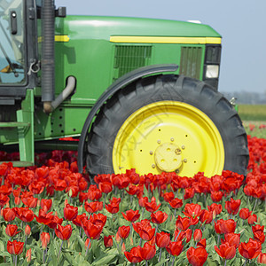 荷兰图利普田地上的拖拉机植物群车轮轮子汽车农业机械郁金香机械季节生产农业图片