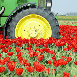 荷兰图利普田地上的拖拉机机械国家外观场地农村生长植物群花朵植被季节图片