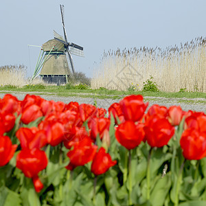 内斯运河附近有郁金香田的风车植被植物花朵位置世界旅行红色外观园艺国家图片