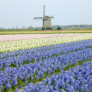 尼歇尔州附近带有Hyacinth田地的风车花朵场地国家园艺植被植物学旅行紫色蓝色农村图片