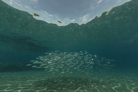 红海的竹鱼被剥光了阳光海景珊瑚热带场景太阳光潜水情调太阳天堂图片