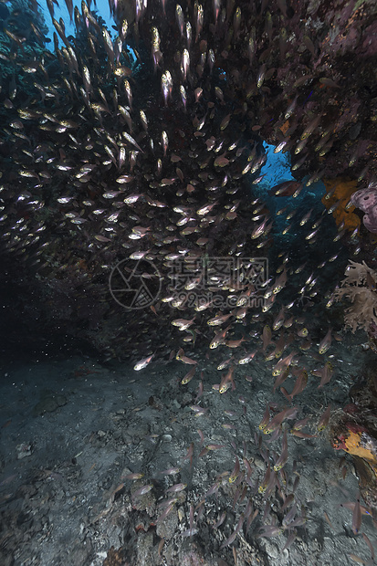 红海热带水域的花生鱼潜水海景阳光盐水珊瑚场景射线蓝色生活天堂图片