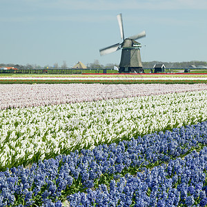 尼歇尔州附近带有Hyacinth田地的风车蓝色旅行植物群植物世界国家场地植被植物学紫色图片