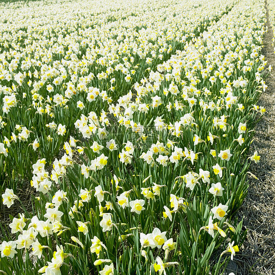 荷兰河水田 荷兰农村园艺植被水仙花场地植物学水仙白色表面植物图片