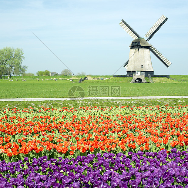 荷兰Shermerhorn附近有郁金树田的风车场地植被植物群植物学植物旅行郁金香农村紫色园艺图片