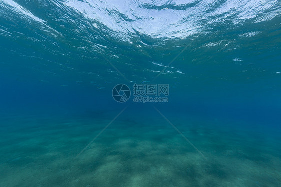 红海热带水域植物异国阳光珊瑚射线场景蓝色潜水海景情调图片