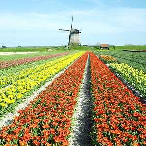 荷兰Shermerhorn附近有郁金树田的风车季节植物群国家植物学橙子农村郁金香花朵旅行植物图片