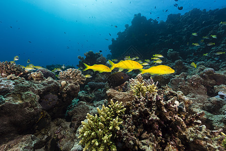 红海热带水域的山羊鱼潜水天堂蓝色生活异国鲇鱼珊瑚海洋阳光海景图片