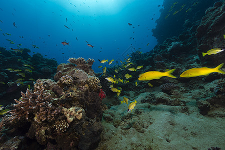 红海热带水域的山羊鱼生活珊瑚太阳天堂盐水海景蓝色海洋太阳光射线图片