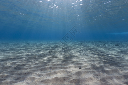 红海热带水域生活天堂盐水潜水植物蓝色海景异国珊瑚海洋图片