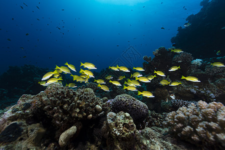红海热带水域的蓝色条纹鱼鲷鱼盐水情调海景笛鲷太阳潜水太阳光阳光射线图片