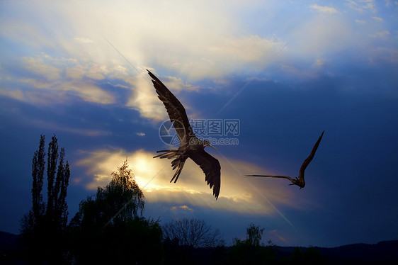日落的鸟儿热带黄色国家射线生态剪影太阳旅行公园野生动物图片