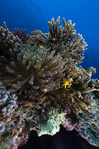 红海热带水域的阿内蒙潜水生活植物珊瑚海葵射线海洋异国太阳光盐水图片