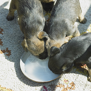 小狗边境边角哺乳动物培育犬种动物学小动物动物营养动物群家畜猎犬图片