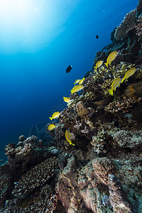 红海热带水域的蓝色条纹鱼生活海景天堂鲷鱼射线潜水笛鲷阳光盐水珊瑚图片