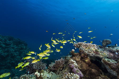 红海热带水域的蓝色条纹鱼海洋天堂阳光生活情调太阳异国植物珊瑚笛鲷图片