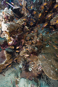 红海热带水域的红底鱼图片