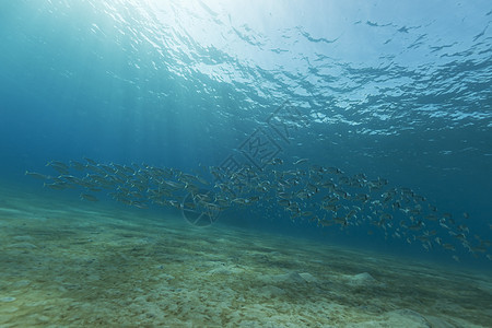 红海的竹鱼被剥光了盐水珊瑚海洋场景天堂射线阳光植物生活海景图片