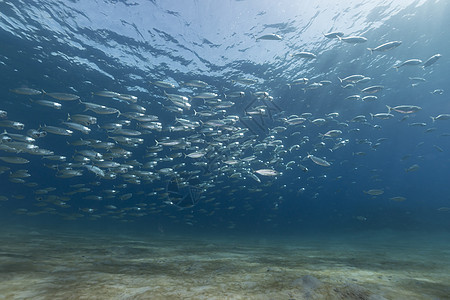 红海的竹鱼被剥光了天堂鲭鱼珊瑚盐水太阳光潜水海洋蓝色异国条纹图片