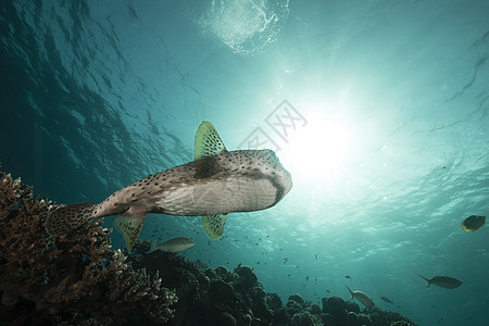 红海的猪虾鱼蓝色太阳盐水阳光珊瑚热带海洋海景异国场景图片