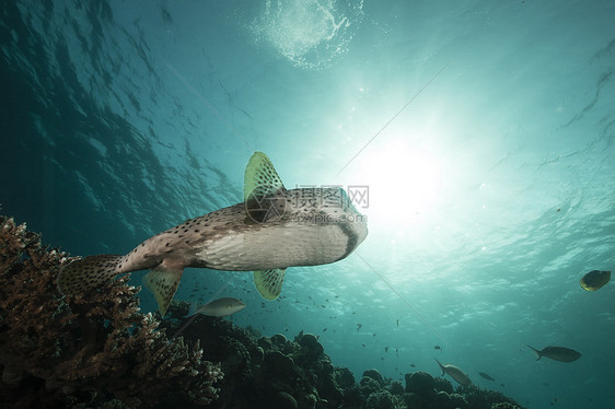 红海的猪虾鱼蓝色太阳盐水阳光珊瑚热带海洋海景异国场景图片