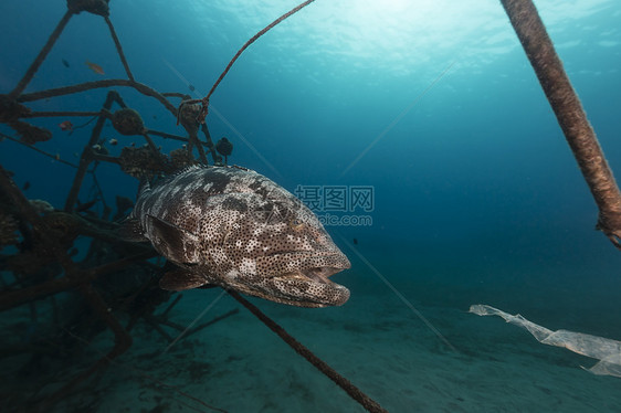 红海热带水域的马拉巴石块潜水海洋珊瑚盐水阳光射线海景植物生活场景图片