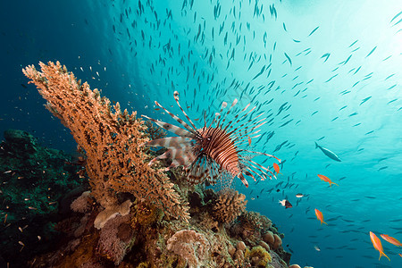 红海的珊瑚上方有狮子鱼潜水蓝色植物天堂生活太阳盐水海洋异国热带图片