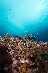 红海的珊瑚上方有狮子鱼盐水异国海洋太阳太阳光潜水海景阳光场景生活图片