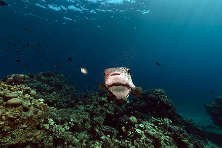 红海的豪猪鱼太阳海景潜水异国射线珊瑚盐水阳光天堂海洋图片
