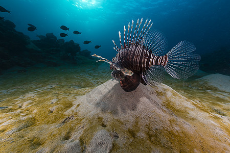 红海的狮子鱼盐水热带太阳光场景海景阳光珊瑚异国植物太阳图片